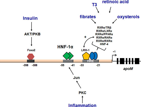 ApoM Regulation