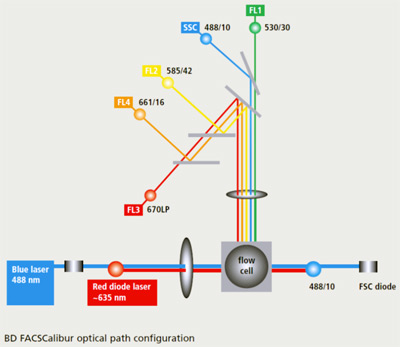 FACSCalibur Fluorescence Channels