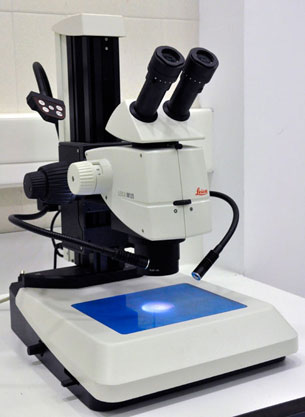 Stereo Microscope