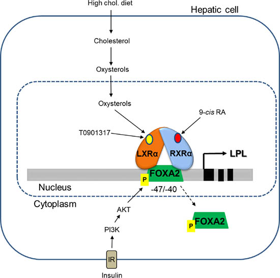 ABCA1 Regulation