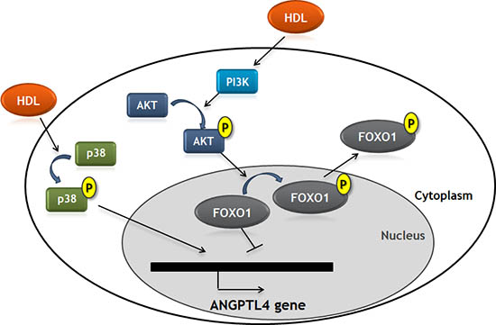 HDL and Endothelial Cells