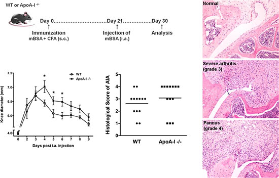 ApoA-I Deficiency in Mice