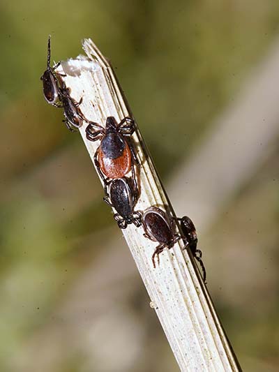 Ixodes ricinus ticks