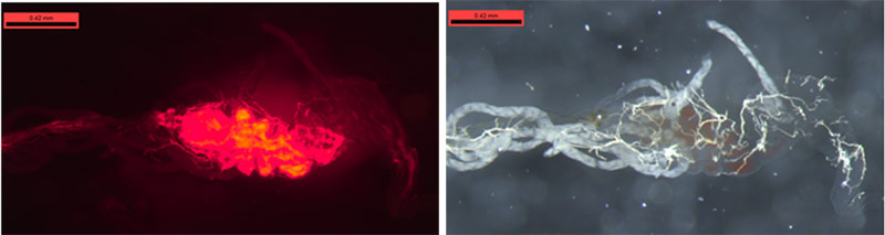 Fluorescent nanoparticles